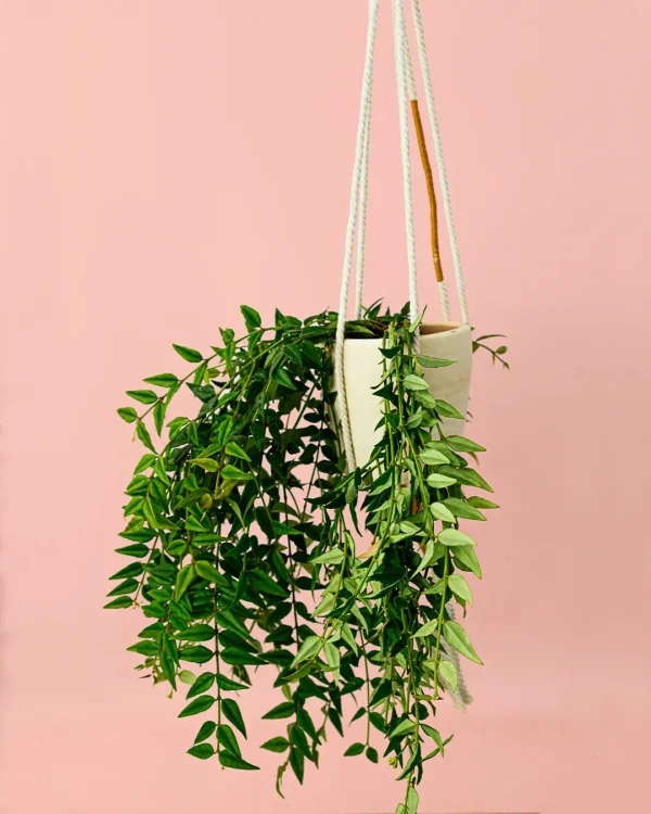 hoya-bella-colgante