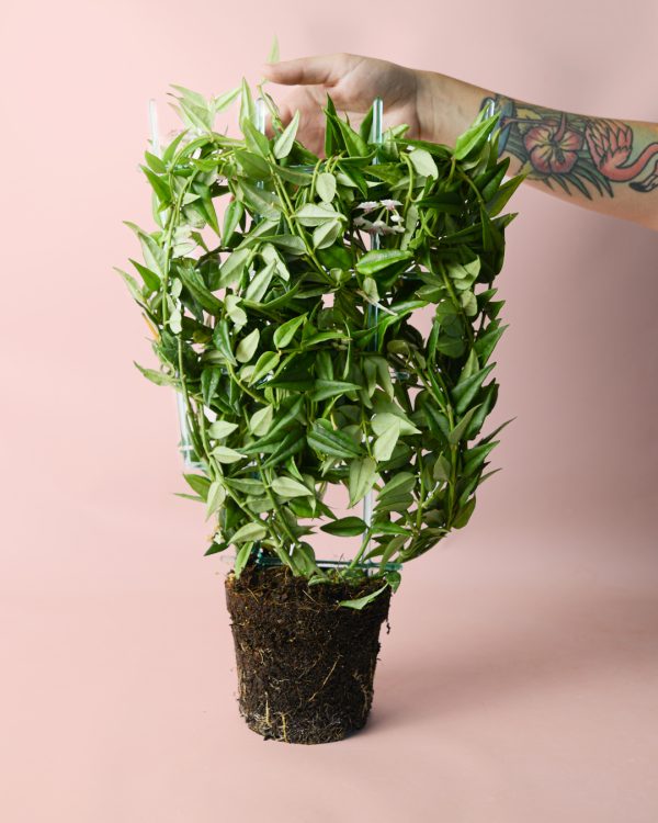 hoyabella-planta