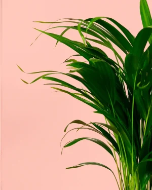 kentia-hojas