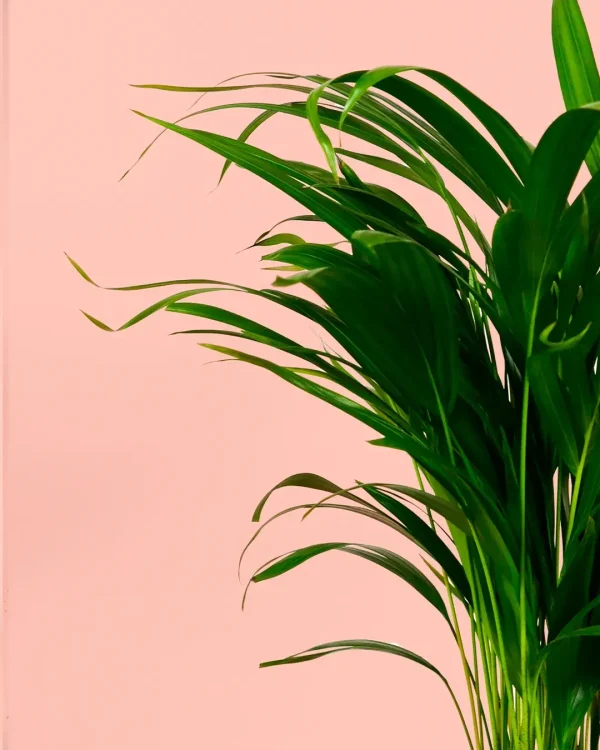 kentia-hojas