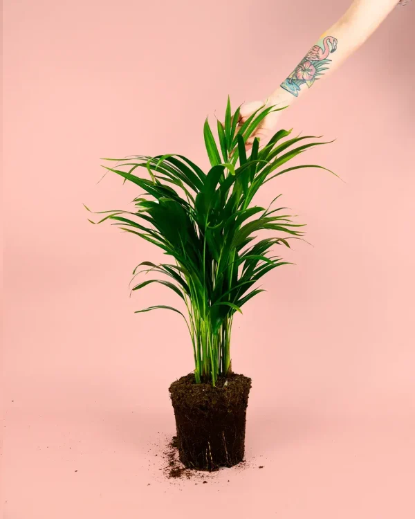 kentia-planta