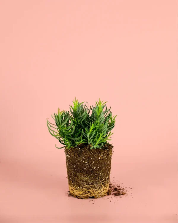 lavanda-blanca