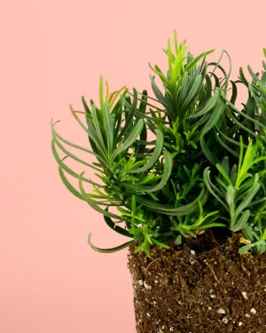 lavanda-blanca-planta
