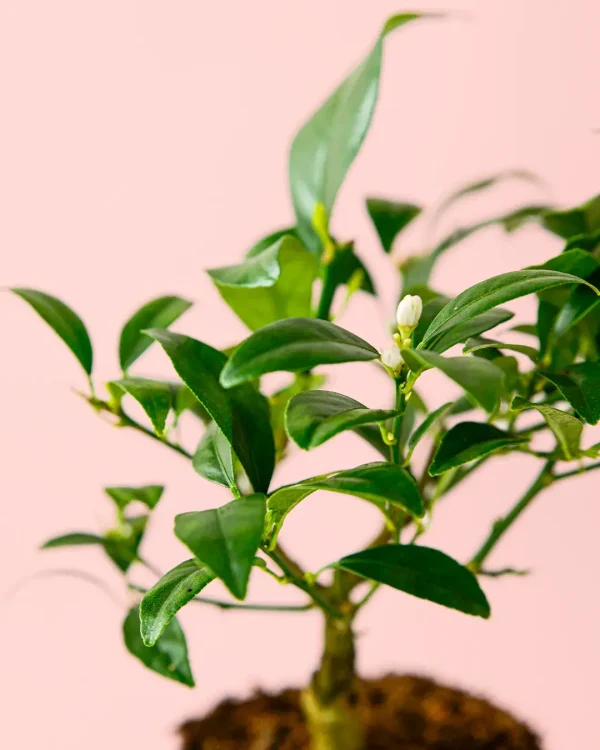 limonero-hoja