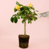 limonero-planta