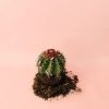 melocactus-bahiensis