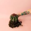 melocactus-bahiensis-cactus