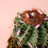 melocactus-bahiensis-flor