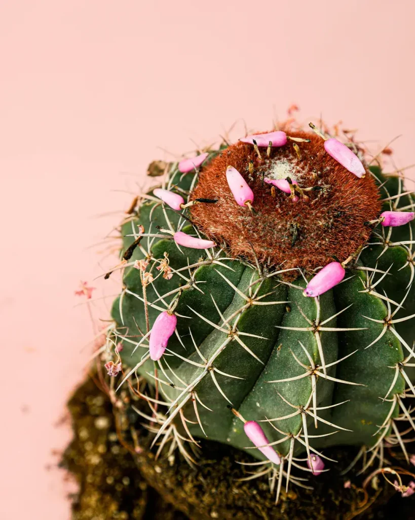 melocactus-bahiensis-flor