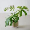 monstera-albovariegada