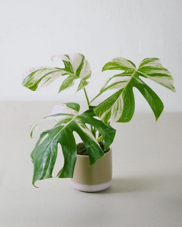 monstera-albovariegada