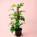 monstera-minima
