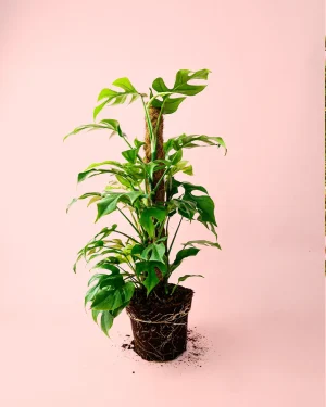 monstera-minima