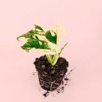 monstera monkey variegada