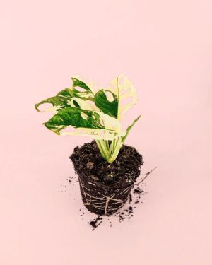 monstera monkey variegada