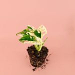 monstera-monkey-variegada