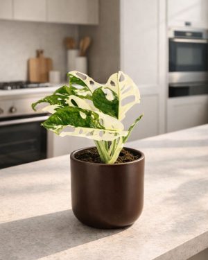 monstera monkey variegada contexto