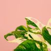 monstera-monkey-variegada-hojas