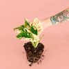 monstera-monkey-variegada-planta