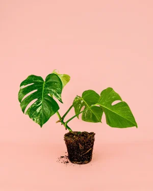 monstera-thai-consellation