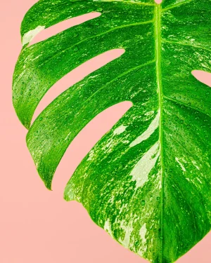 monstera-thai-consellation-hoja