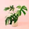 monstera-variegada