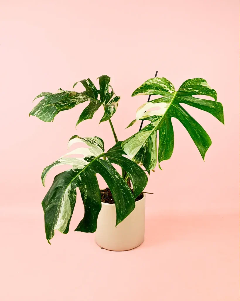 monstera-variegada