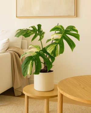 monstera-variegada-contexto