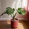 monstera variegada contexto