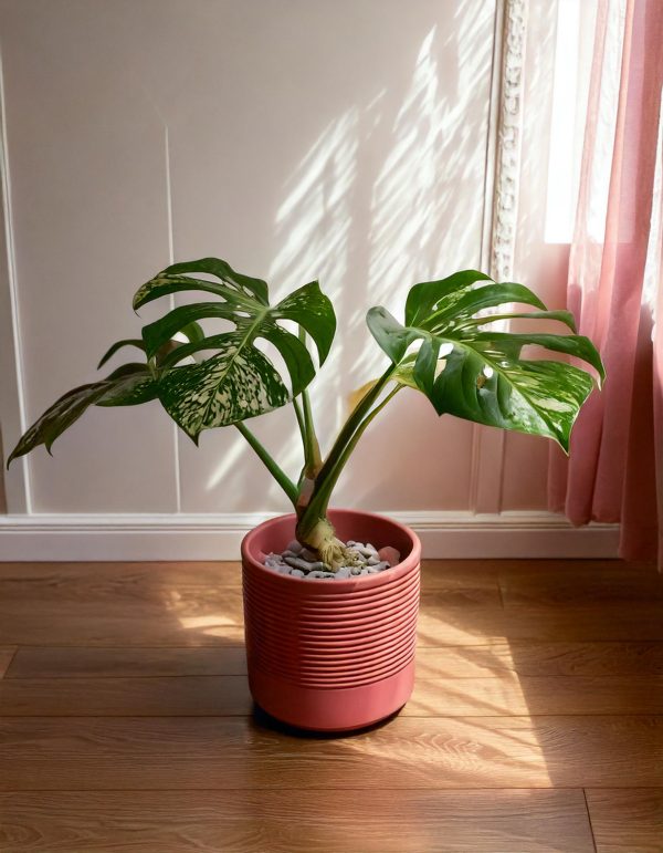 monstera variegada contexto