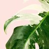 monstera-variegada-hoja