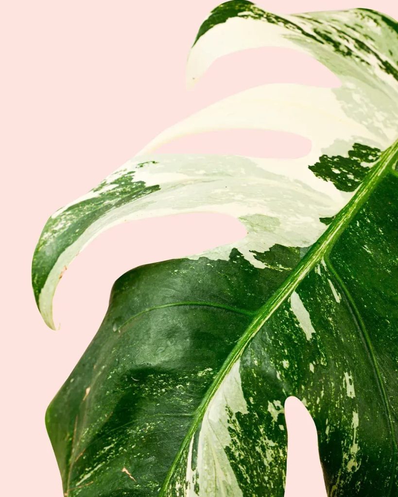 monstera-variegada-hoja