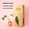 monstera variegada packaging