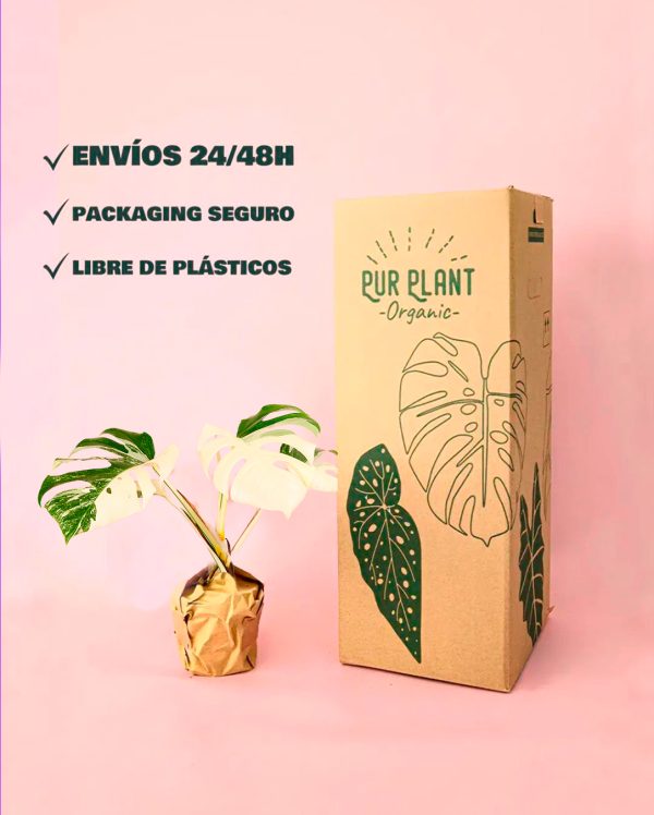 monstera variegada packaging