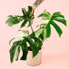 monstera-variegata-planta