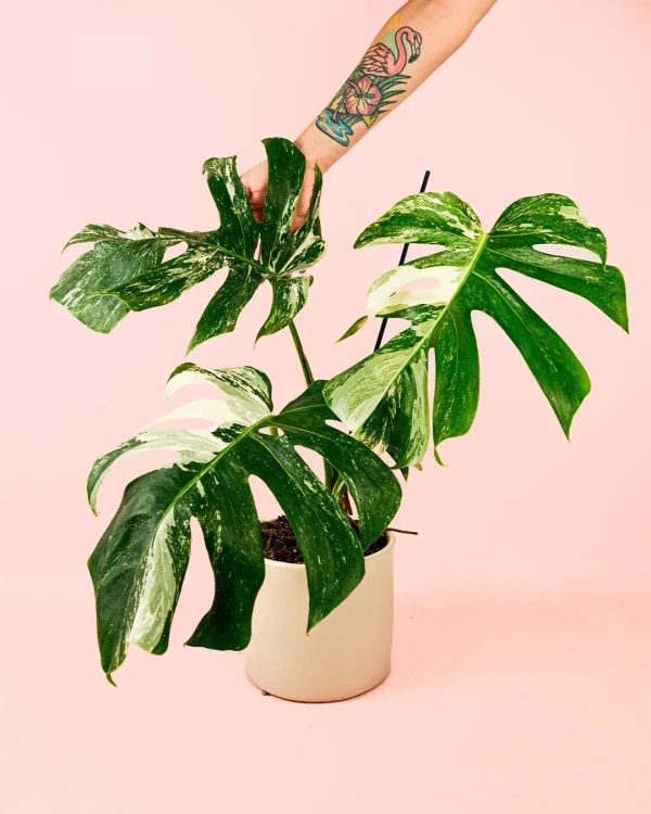 monstera-variegata-planta