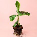 musa-platanera