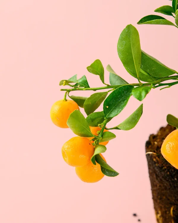 naranjo-fruto