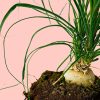 nolina-planta