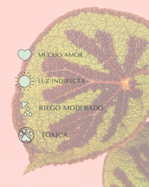begonia masoniana cuidados