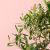 olivo-hoja