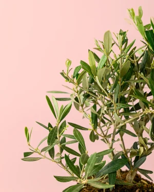 olivo-hoja