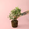 olivo-planta