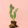 opuntia-microdasys