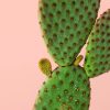 opuntia-microdasys-hoja