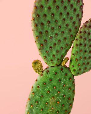 opuntia-microdasys-hoja