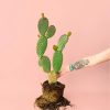 opuntia-microdasys-planta