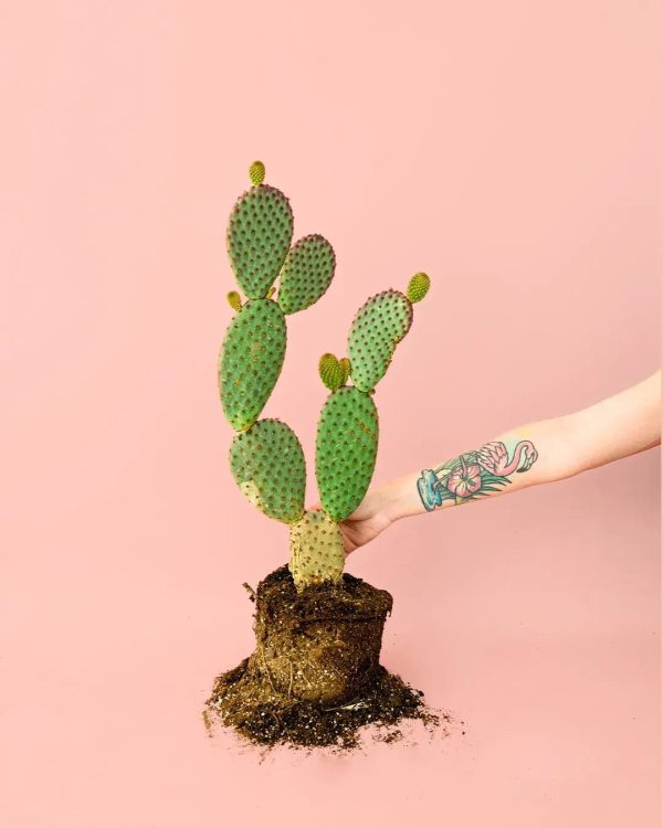 opuntia-microdasys-planta