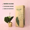 packaging seguro y libre de plásticos