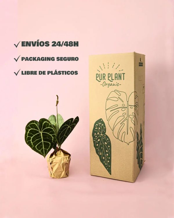 packaging seguro y libre de plásticos